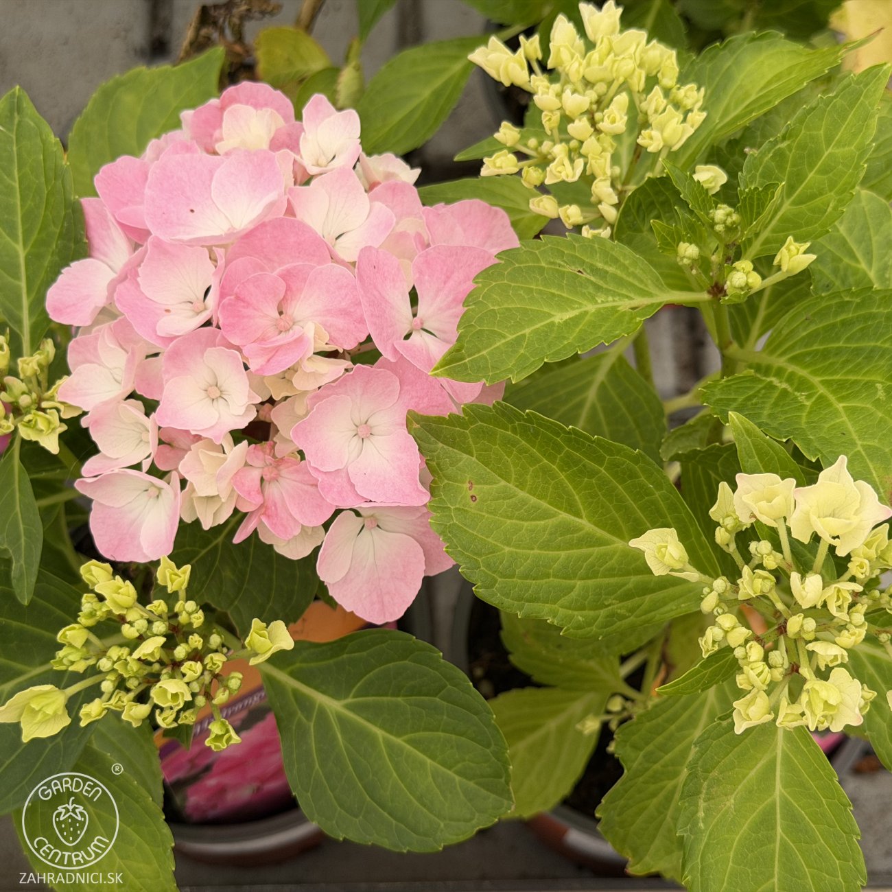 Obrázok Hortenzia kalinolistá (Hydrangea macrophylla) ‘PINK SENSATION’ - výška 10-15 cm, kont. C2L 